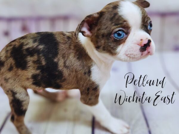 Boston Terrier Dog Male Blue Merle & White 17969 Petland Wichita, Kansas