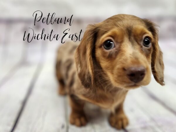 Miniature Dachshund-Dog-Female-Chocolate & Tan Dapple-17970-Petland Wichita, Kansas