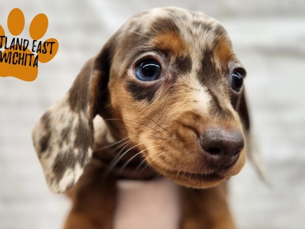 Miniature Dachshund-Dog-Female-Chocolate & Tan Dapple-17967-Petland Wichita, Kansas