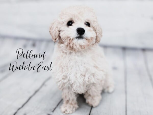 Toy Poodle Dog Female Cream 17981 Petland Wichita, Kansas