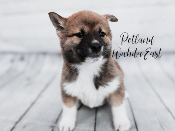 Shiba Inu Dog Male Red Sesame 17986 Petland Wichita, Kansas