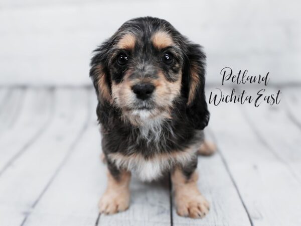 Dorkie-Dog-Female-Blue Merle-17989-Petland Wichita, Kansas