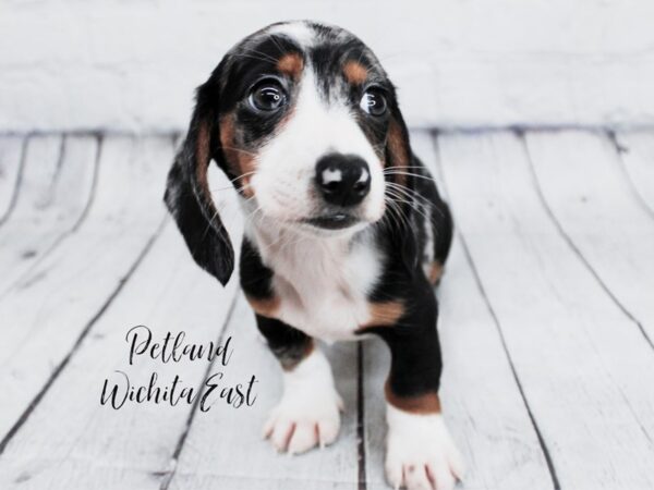 Miniature Dachshund-Dog-Male-Black & Tan Dapple-17990-Petland Wichita, Kansas