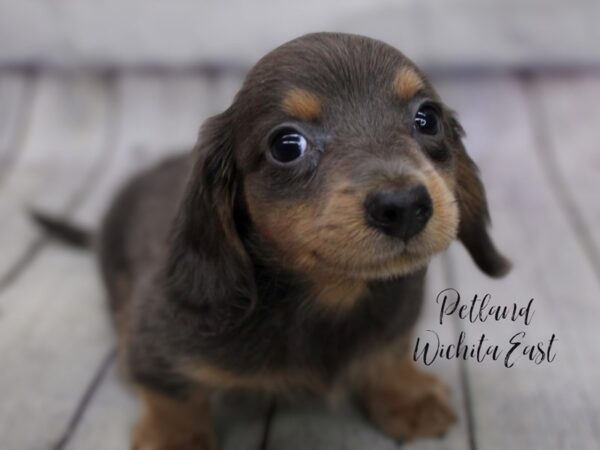 Miniature Dachshund Dog Male Blue & Tan 17992 Petland Wichita, Kansas