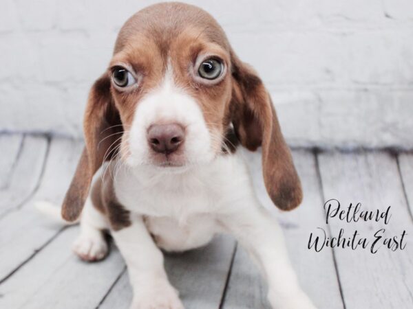 Beagle Dog Female Chocolate White & Tan 17993 Petland Wichita, Kansas