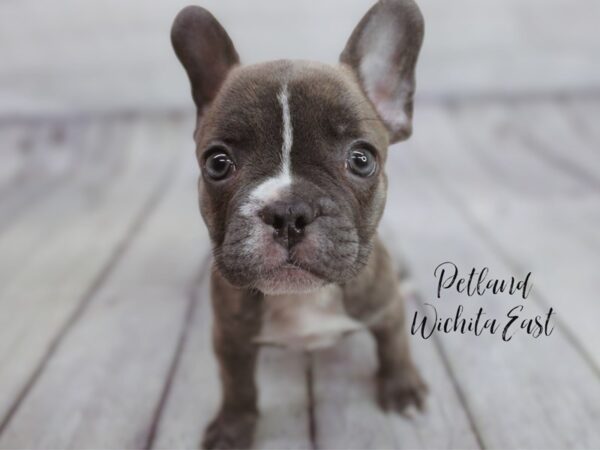 French Bulldog Dog Male Blue & White 17997 Petland Wichita, Kansas