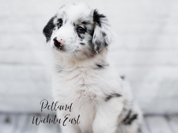 Miniature Australian Shepherd-Dog-Female-Blue Merle-18014-Petland Wichita, Kansas