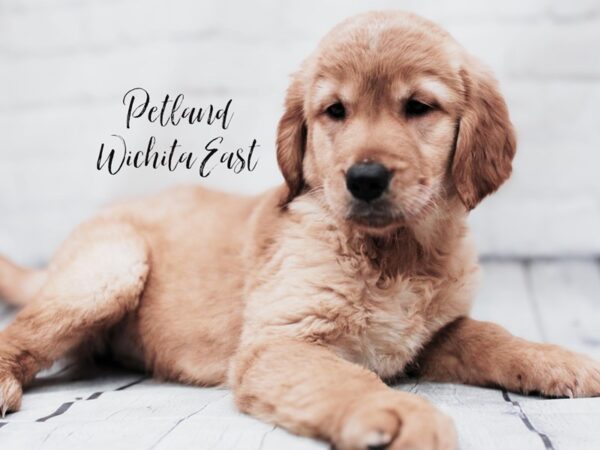 Golden Retriever Dog Female Golden 18010 Petland Wichita, Kansas