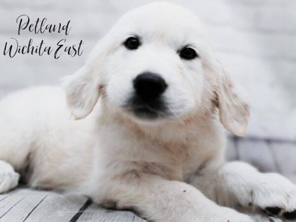 Golden Retriever Dog Female English Cream 18007 Petland Wichita, Kansas