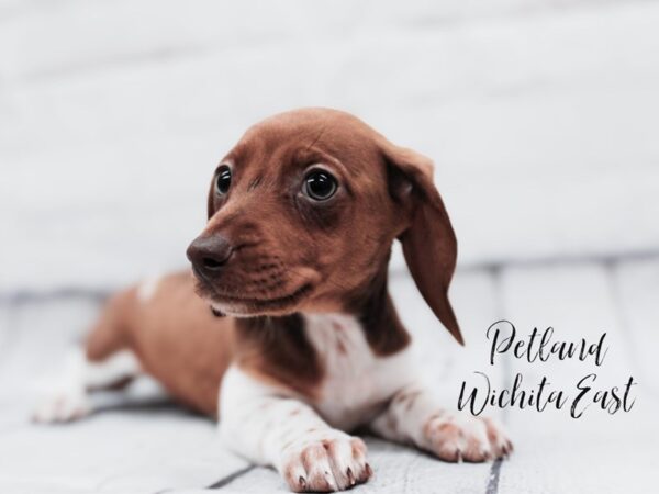 Miniature Dachshund-Dog-Female-Red & White-18005-Petland Wichita, Kansas