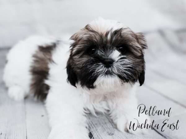 Shih Tzu Dog Female Brown & White 18000 Petland Wichita, Kansas