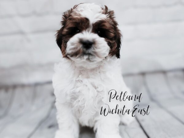 Shihpoo-Dog-Male-Brown & White-17998-Petland Wichita, Kansas