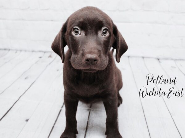 Labrador Retriever Dog Female Chocolate 18025 Petland Wichita, Kansas