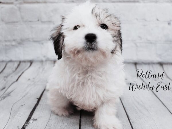 Coton De Tulear Dog Female White / Brindle 18022 Petland Wichita, Kansas