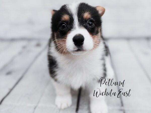 Pembroke Welsh Corgi-Dog-Female-Black Tri-18021-Petland Wichita, Kansas