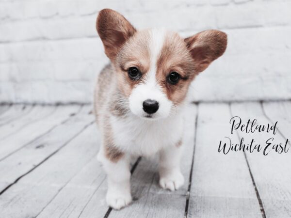 Pembroke Welsh Corgi Dog Female Red Sable 18020 Petland Wichita, Kansas