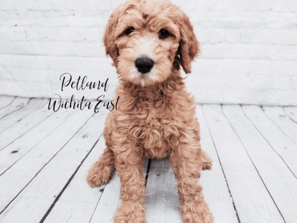 F1B Standard Goldendoodle-Dog-Female-Red Gold-18016-Petland Wichita, Kansas