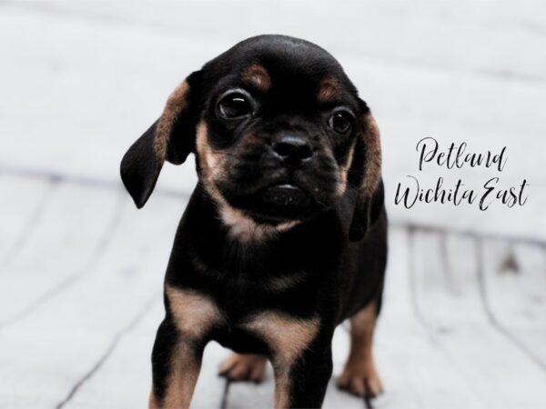 Puggle-Dog-Female-Black & Tan-18027-Petland Wichita, Kansas