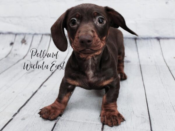 Miniature Dachshund-Dog-Male-Chocolate & Tan-17991-Petland Wichita, Kansas