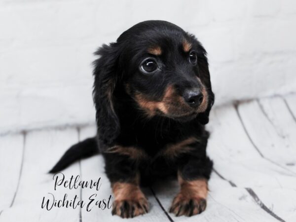 Miniature Dachshund Dog Male Black & Tan 17996 Petland Wichita, Kansas