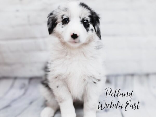 Miniature Australian Shepherd Dog Female Blue Merle 18015 Petland Wichita, Kansas