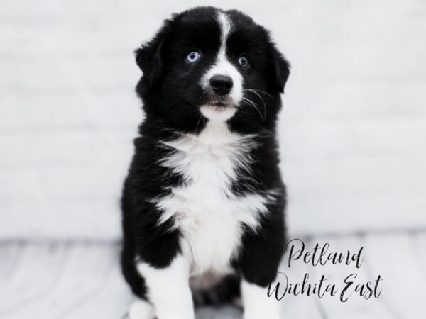 Miniature Australian Shepherd-Dog-Male-Black Tri-18013-Petland Wichita, Kansas