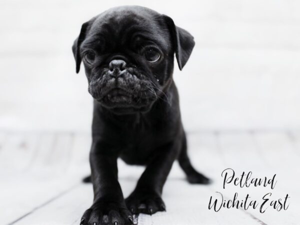 Pug Dog Male Black 18001 Petland Wichita, Kansas