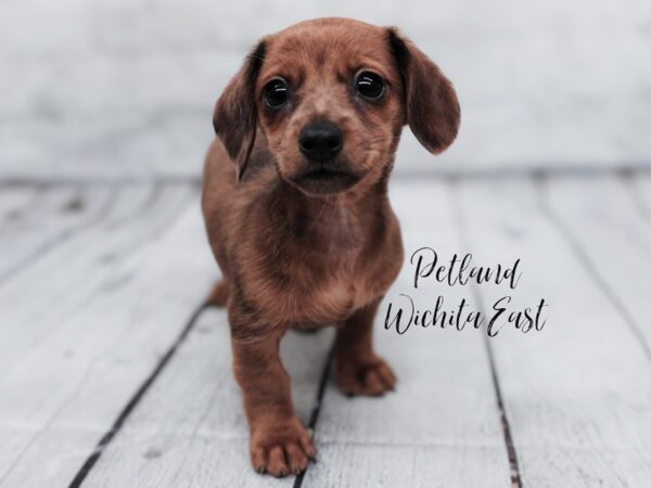 Miniature Dachshund Dog Female Red Dapple 18019 Petland Wichita, Kansas