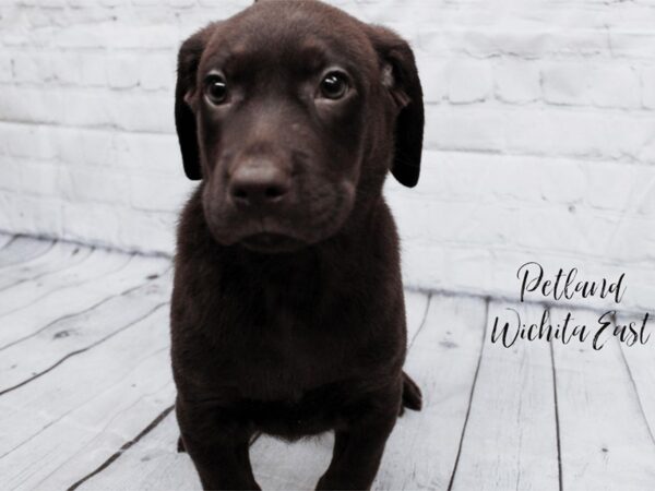 Labrador Retriever-Dog-Male-Chocolate-18024-Petland Wichita, Kansas