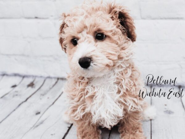 Bichonpoo-Dog-Male-Apricot-18023-Petland Wichita, Kansas