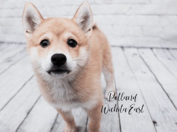 Shibo-Dog-Female-Red Sable-18017-Petland Wichita, Kansas