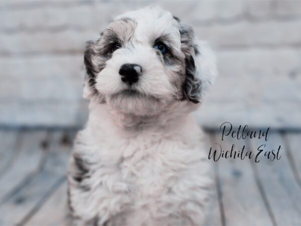 Mini Sheepadoodle-Dog-Male-Blue Merle-18033-Petland Wichita, Kansas