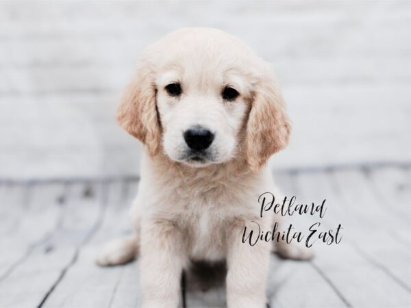 Golden Retriever-Dog-Male-Golden-18032-Petland Wichita, Kansas