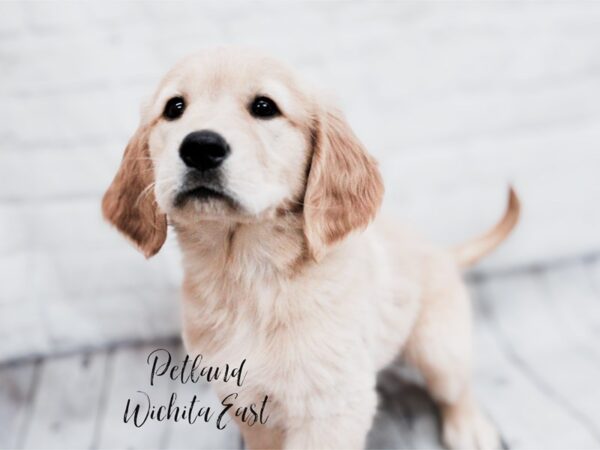 Golden Retriever Dog Female Golden 18031 Petland Wichita, Kansas