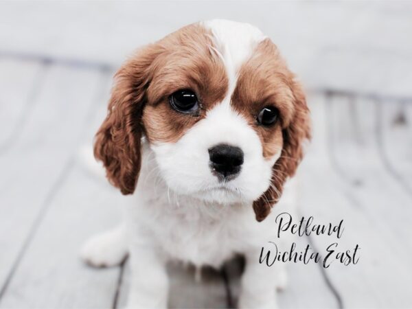 Cavalier King Charles Spaniel-Dog-Male-Blenhiem-18030-Petland Wichita, Kansas