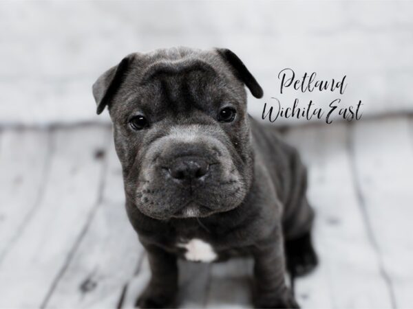 French Pei-Dog-Female-Blue-18029-Petland Wichita, Kansas