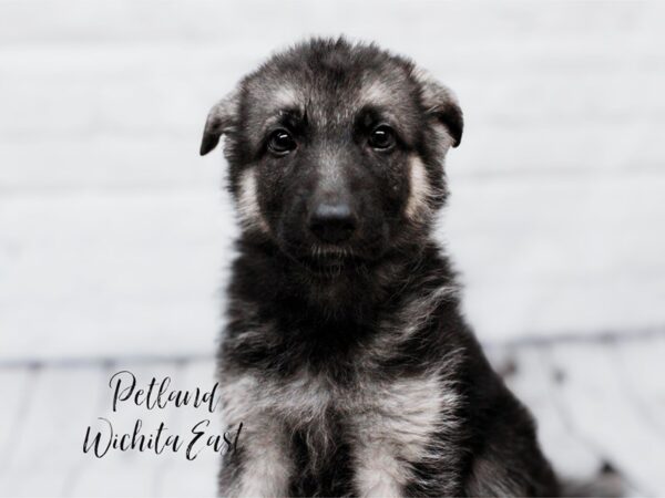 German Shepherd Dog Female Black & Tan 18026 Petland Wichita, Kansas