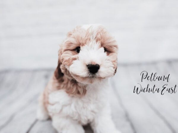 Cavapoo F2-Dog-Male-Blenheim-18036-Petland Wichita, Kansas