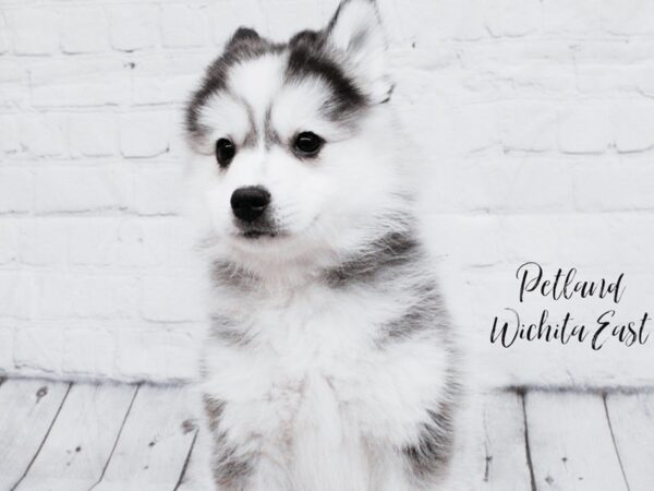 Huskimo-Dog-Female-Black / White-18035-Petland Wichita, Kansas