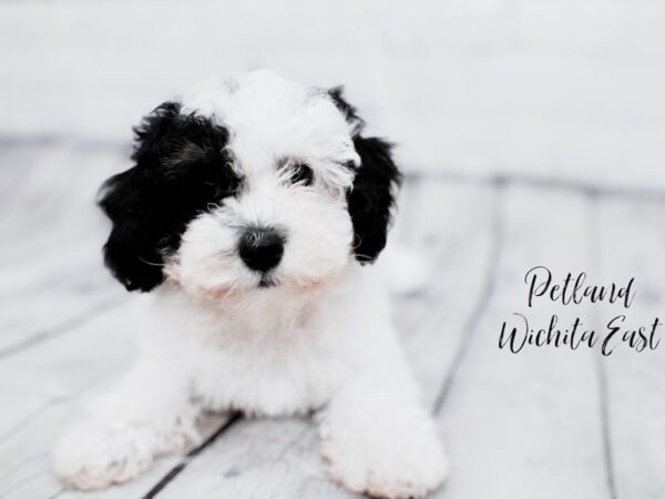 Miniature Poodle Dog Female Black / White 18038 Petland Wichita, Kansas