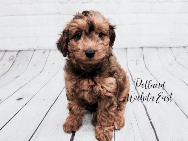 Bernedoodle Mini-Dog-Female-Red Sable-18037-Petland Wichita, Kansas