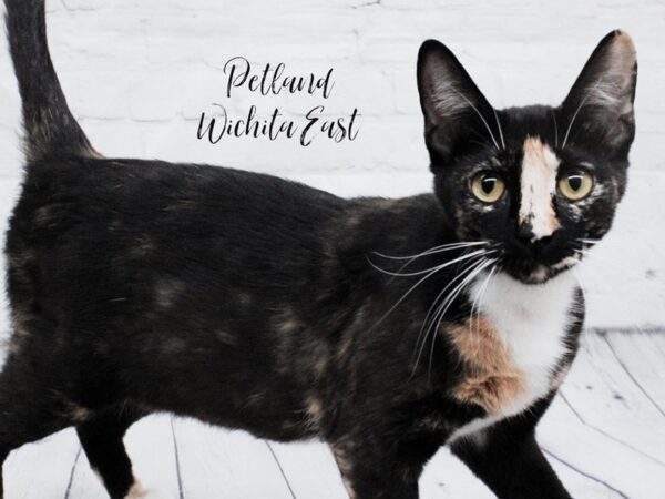 Adopt A Pet Kitten Cat Female Tortoiseshell 18041 Petland Wichita, Kansas