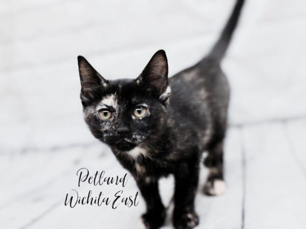 Adopt A Pet Kitten Cat Tortoiseshell 18040 Petland Wichita, Kansas