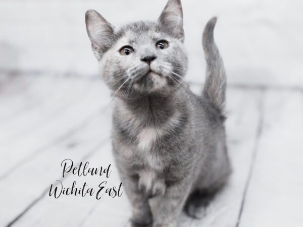 Adopt A Pet Kitten-Cat--Dilute Tortoiseshell-18039-Petland Wichita, Kansas