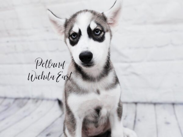 Siberian Husky Dog Female Grey & White 18043 Petland Wichita, Kansas