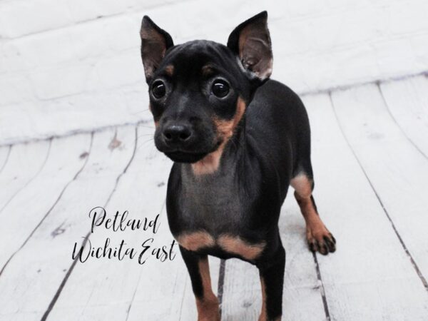 Miniature Pinscher Dog Female Black & Tan 18044 Petland Wichita, Kansas