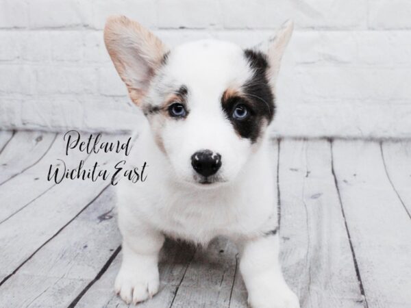 Cardigan Welsh Corgi-Dog-Male-Blue Merle-18048-Petland Wichita, Kansas