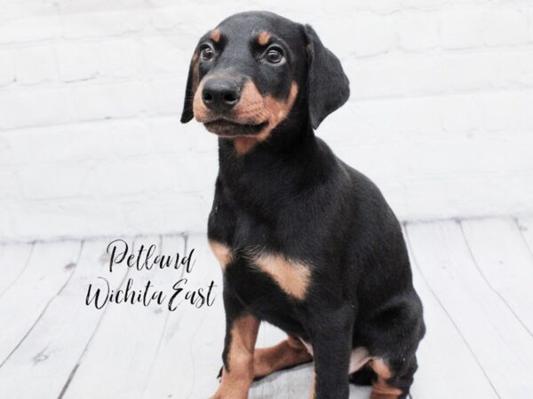 Doberman Pinscher Dog Female Black  & Rust 18051 Petland Wichita, Kansas