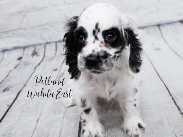 Cocker Spaniel Dog Female Black & White Ticked 18052 Petland Wichita, Kansas