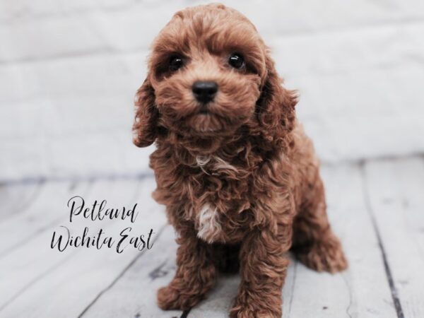 Cockapoo Dog Male Red & White 18055 Petland Wichita, Kansas